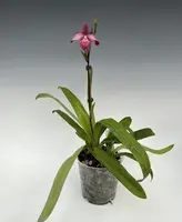 Phrag. Pink Opal (fischeri 'Pink Sky' x sargentianum 'Thunder')