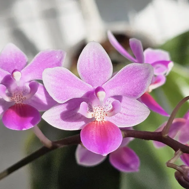 Phalaenopsis Venus (lindenii x equestris) (Phalaenopsis)