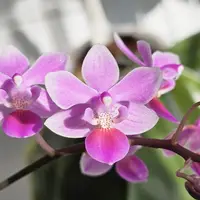[Bare-root] Phal. Venus ( lindenii x equestris) [2.4" BS][April preorder 26]