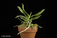 Oeoniella polystachys