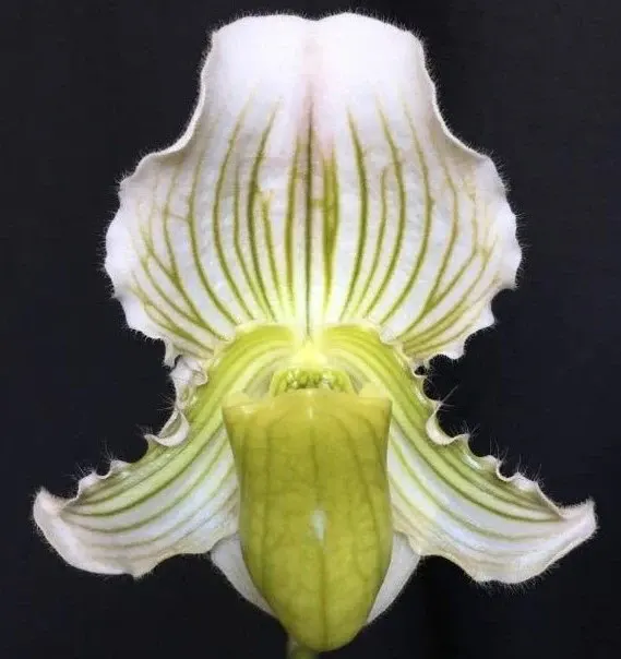 Paphiopedilum fairrieanum album