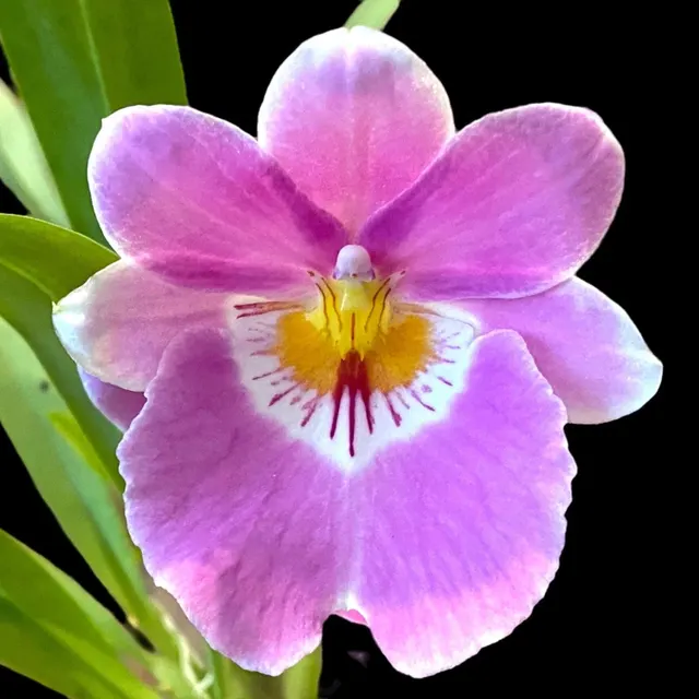 Miltoniopsis Linda Lingle 'Kia’aina’'