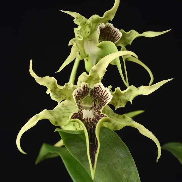 Dendrobium alexandrae x pacificum 'First One'