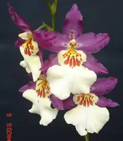 Burr. Guann Shin Pink Lady (GSO05) Burr.=Burrageara