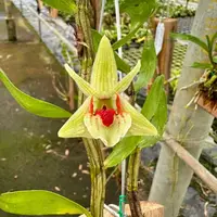 Dendrobium cruentum
