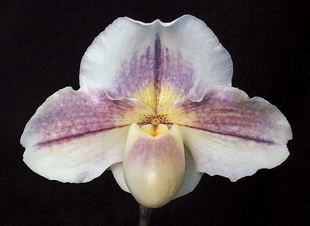 Paphiopedilum Victoria Pastel Light' CCE/AOS 'S Song' (Paphiopedilum)