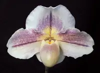 Paphiopedilum Victoria's Song 'Pastel Light' CCE/AOS