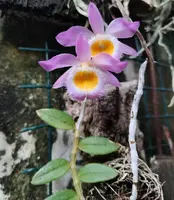 Dendrobium loddigesii