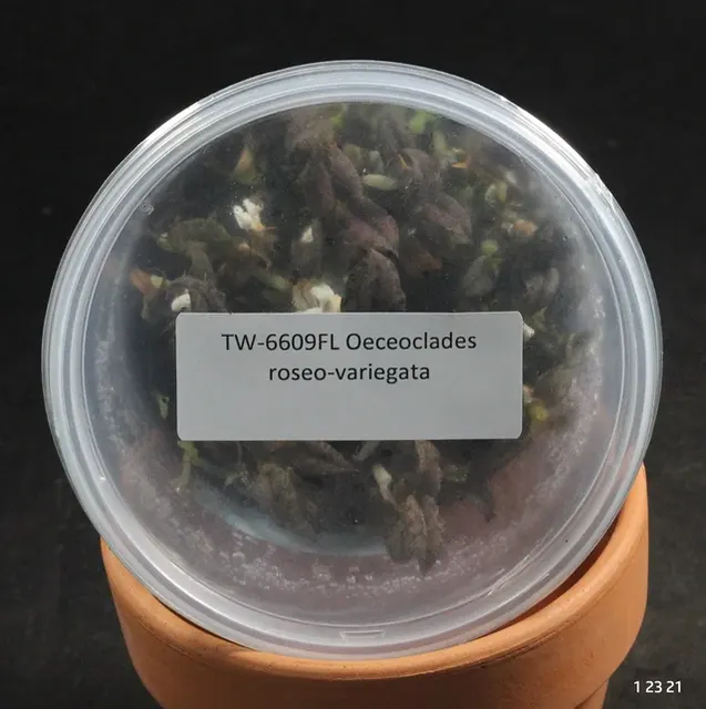 Oeceoclades roseo-variegata (Oeceoclades)