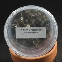 FLASK Oeceoclades roseo-variegata