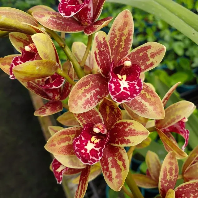 Cymbidium Spark Sprite 'Sylvia'