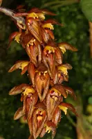 Bulbophyllum tricorne