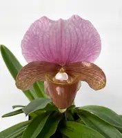 Paphiopedilum charlesworthii (select breeding)