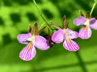 Tetramicra canaliculata