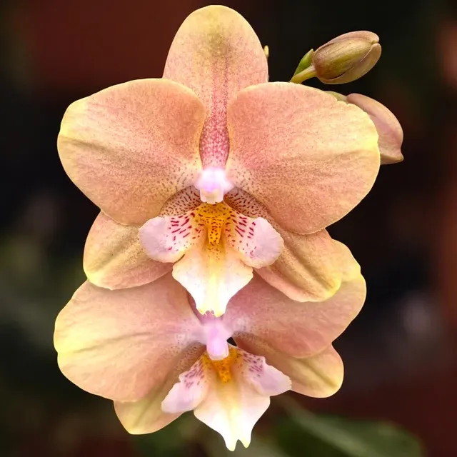 Phalaenopsis Younghome Walle (Phalaenopsis)