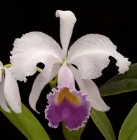 Cattleya trianaei coerulea - Individual Listing