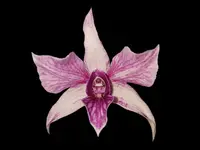 Dendrobium Ivan Portilla