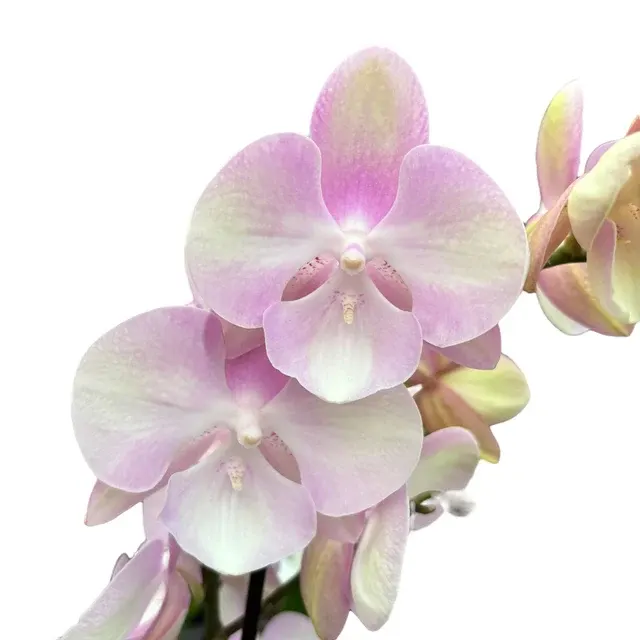 Phalaenopsis Venetian Carnival Big Lip