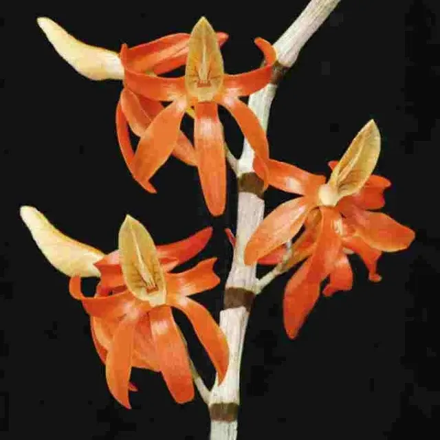Dendrobium unicum sp (Dendrobium)
