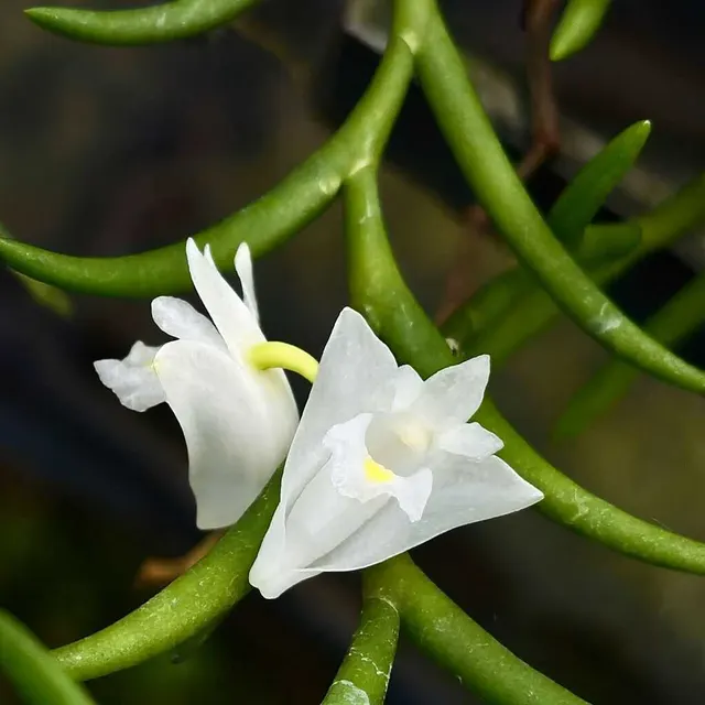 Dendrobium setifolium (Dendrobium)