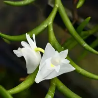 Dendrobium setifolium