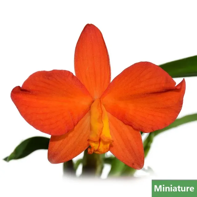 Sophronitis coccinea 'xanthoglossa'