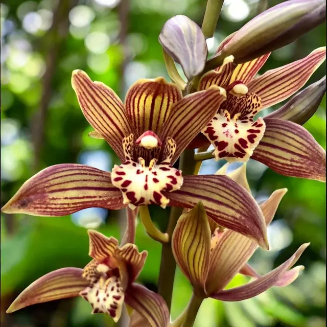 Cymbidium Claire - Hibrid Spectaculos