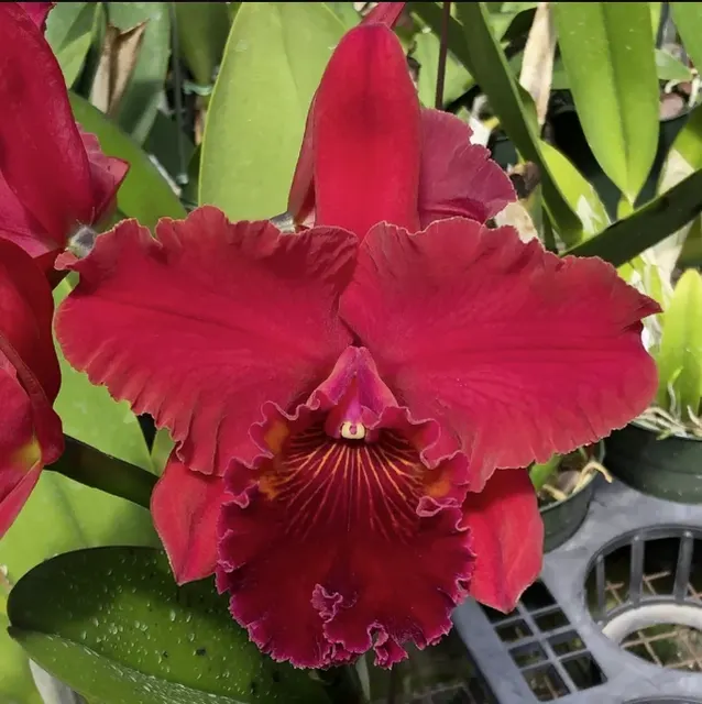 Rhyncholaeliocattleya Terumi Kaneko 'Volcano Red' (Rhyncholaeliocattleya)