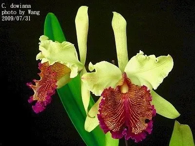 Cattleya dowiana 'Big Plant' (Cattleya)