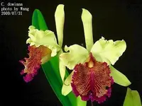 Cattleya dowiana "Big Plant"