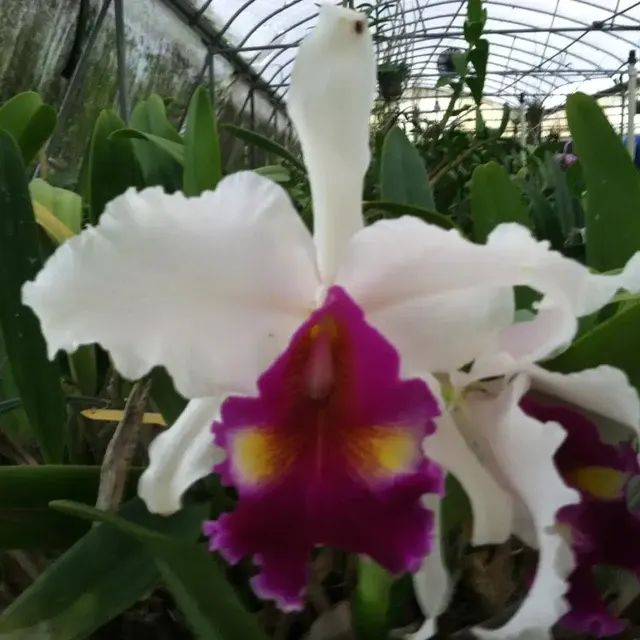 Laeliocattleya DeLoris Ziegfeld 'Caruther's' (Laeliocattleya)