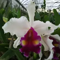 Lc. DeLoris Ziegfeld `Caruther's' AM/AOS 5" Pot