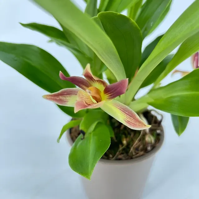 Noid Cochleanthes (Cochleanthes)