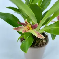 Cochleanthes Hybride — Blühfähige Pflanze