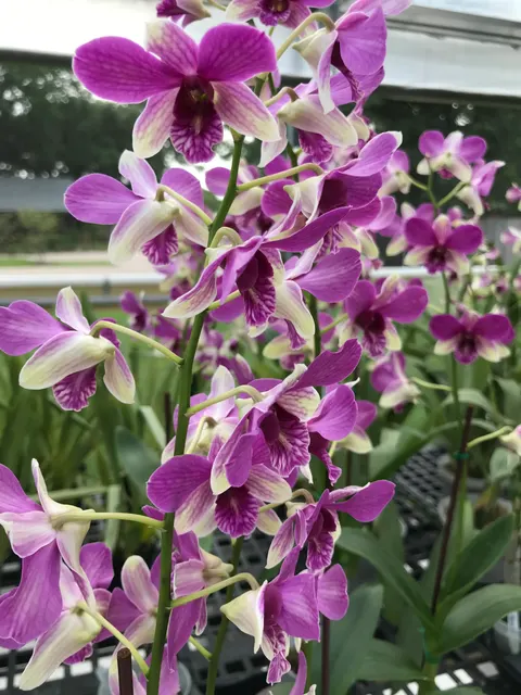 Phalaenopsis - BELLE DANSE ORCHIDS & TROPICALS (Phalaenopsis)