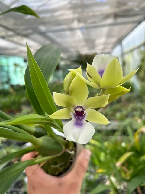 Propetalum 'Jan'
