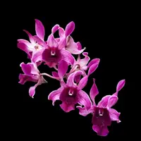 Dendrobium Orchid Plant Botim- Seedling