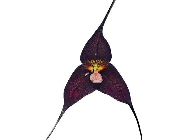 Dracuvallia Melissa Tan Dark (Dracuvallia)