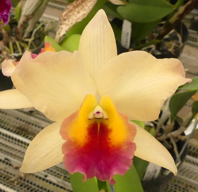 Brassolaeliocattleya Cristina Mendez (Brassolaeliocattleya)