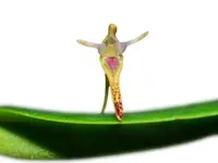 Pleurothallis anceps
