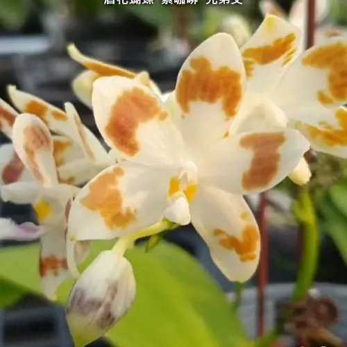 Phalaenopsis speciosa 'Purple Coffee' (Phalaenopsis)
