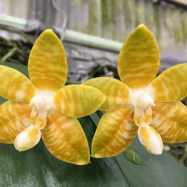 Phalaenopsis amboinensis var flava x sib species yellow flower and fragrant!