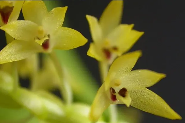 Eria ovata (Eria)