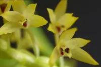 Eria ovata