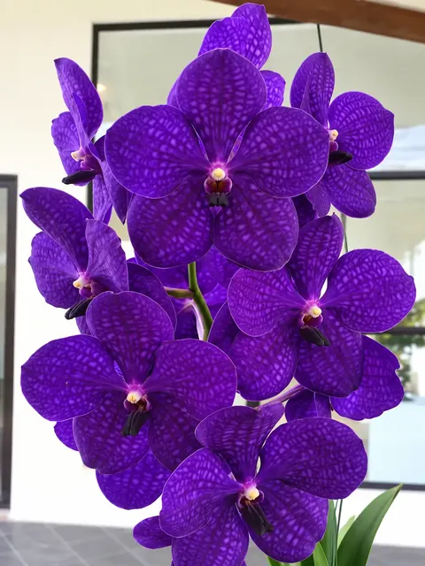 Vanda Pakchong Blue × Kulwadee Fragrance (Vanda)