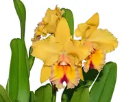 Rhyncholaeliocattleya Sheila Riggs