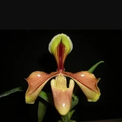 Paphiopedilum villosum (Paphiopedilum)