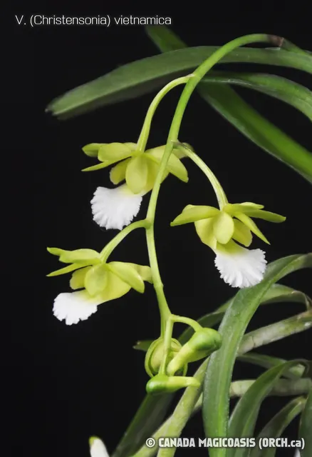 Vanda vietnamica (Vanda)