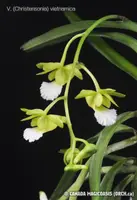 V. (Christensonia) vietnamica (CVT) (- - - - vietnamica )