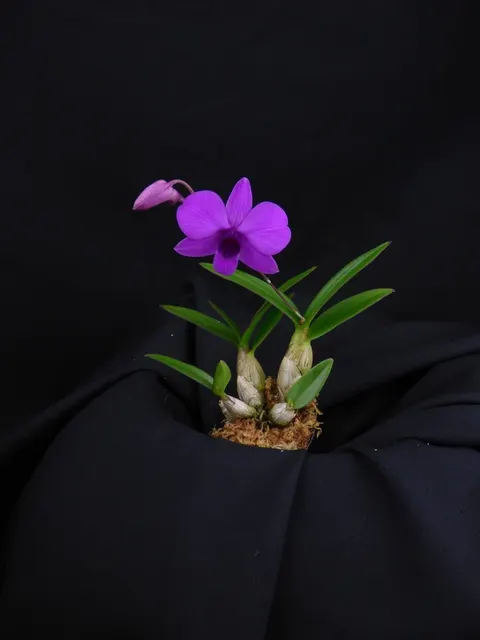 Dendrobium bigibbum var. compactum